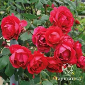 Роза Пол Скарлет плетистая, Питомник роз