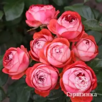 Роза Помпея Патио, Кордес