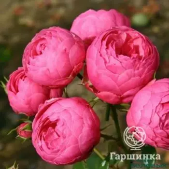 Роза Помпонелла