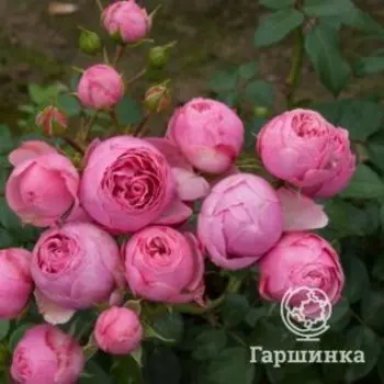 Роза Помпонелла флорибунда, Кордес
