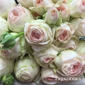 Роза Порселейн Лейс