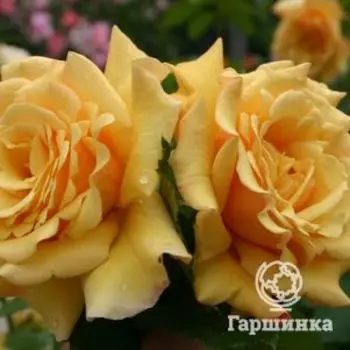 Роза Постиллион кустарниковая, Кордес