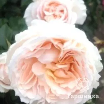 Роза Прайд энд Преджюс