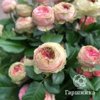 Роза Прайд оф Джейн, Питомник роз