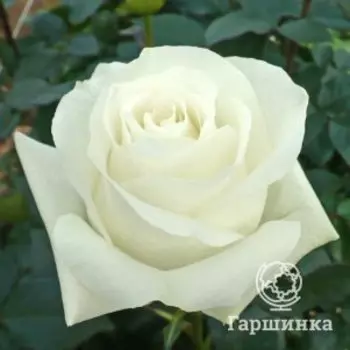 Роза Прауд чайно-гибридная