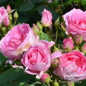 Роза Прейри Джой канадская парковая п/с