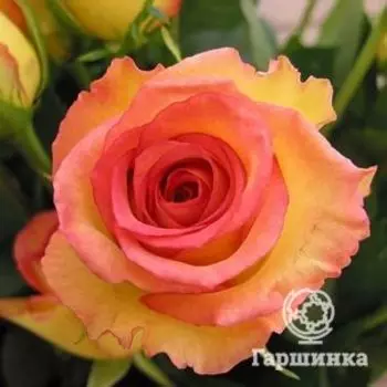 Роза Престиж де Лион чайно-гибридная, Топалович