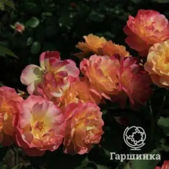 Роза Приер Де Сан-Косм