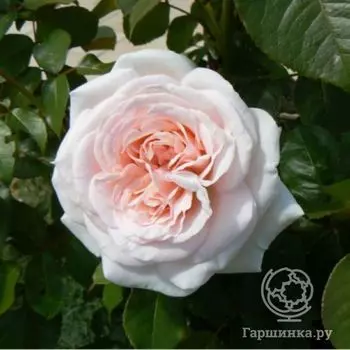 Роза Принц Жардин (Александр Пушкин) чайно-гибридная, Топалович