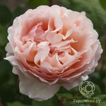 Роза Принцесс Шарлен Де Монако, Мейян