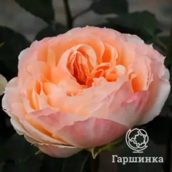 Роза Принцесса Айко