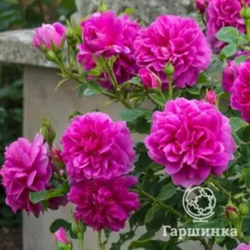 Роза Принцесса Анна, Питомник роз Тимофей