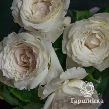 Роза Принцесса Миюки, Воронежский питомник роз