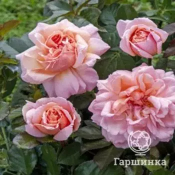 Роза Психея японская