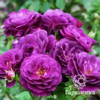 Роза Пурпл Эден флорибунда