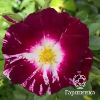 Роза Пурпл Сплеш плетистая, Питомник Розы Фокино