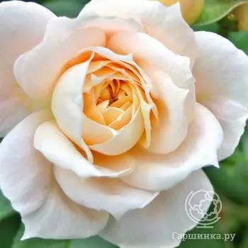 Роза Пустиния флорибунда, Кордес