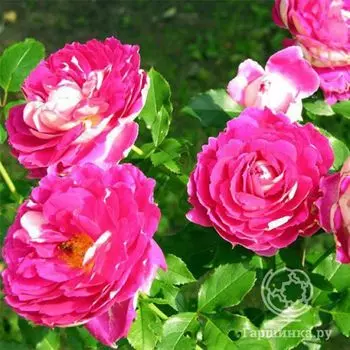 Роза Раффлс Пассион, Интерплант