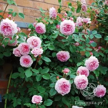 Роза Рамблинг Роуз, Ворнер