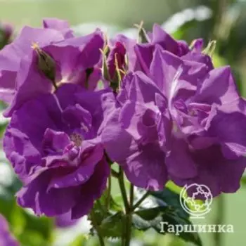 Роза Рапсодия ин Блю шраб