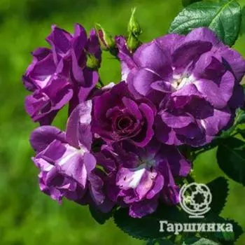 Роза Рапсодия ин Блю, Топалович