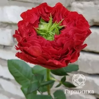 Роза Ред Ай
