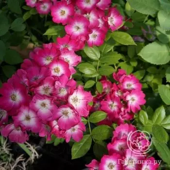 Роза Ред Балерин, Харкнесс