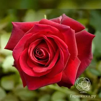 Роза Ред Берлин чайно-гибридная