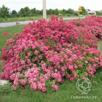 Роза Ред Естудей почвопокровная, Топалович