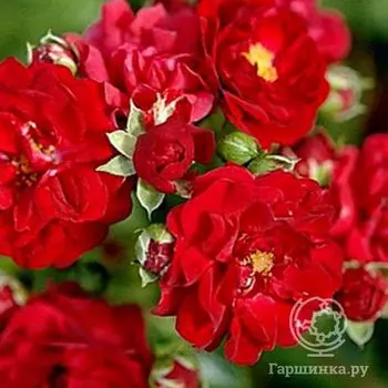 Роза Ред Фэйри миниатюрная, Imperial Rose