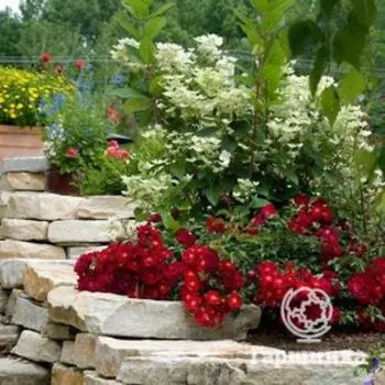 Роза Ред Хейз, Топалович