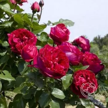 Роза Ред Эден Роуз, Мейян