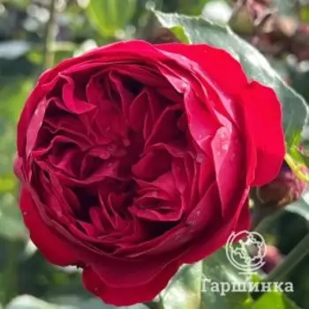 Роза Ред Эден Роуз, Мейян