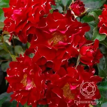 Роза Ред Леди Раффлс, Интерплант