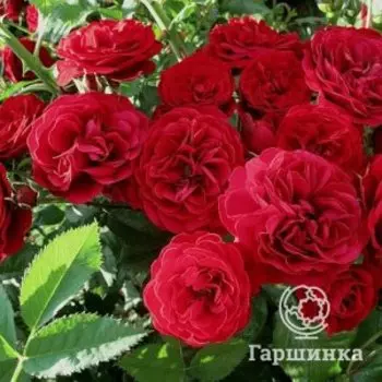 Роза Ред Леонардо Да Винчи