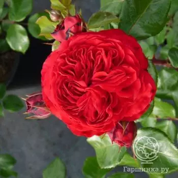 Роза Ред Леонардо да Винчи, Мейян