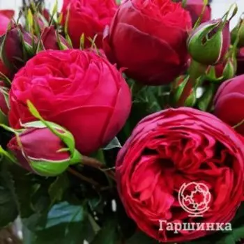 Роза Ред Пиано