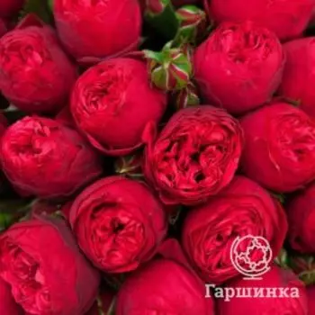 Роза Ред Пиано спрей