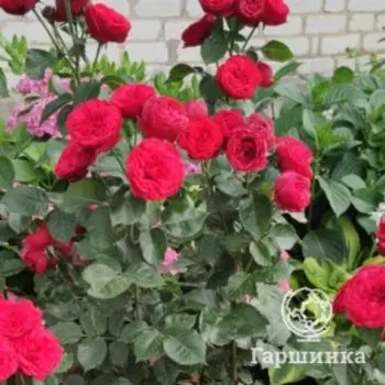 Роза Ред Пиано спрей