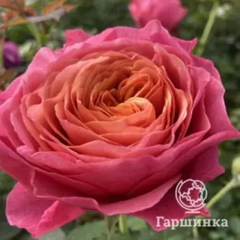 Роза Ричмонд Парк