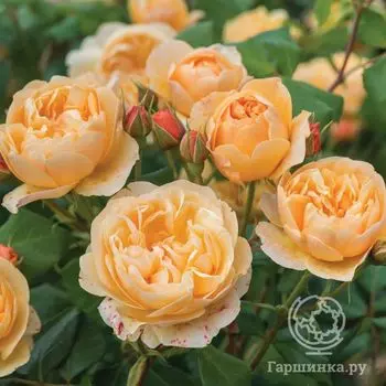 Роза Роальд Даль, Д.Остин кустарниковая