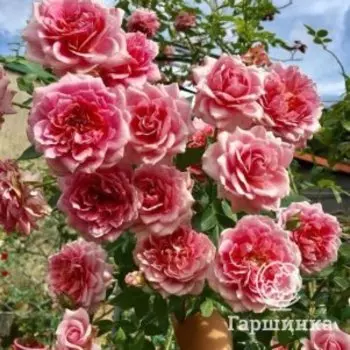 Роза Роб а Ля Франсез, Питомник роз Королева Роза