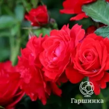 Роза Робер Уинстон, Питомник Розы Фокино