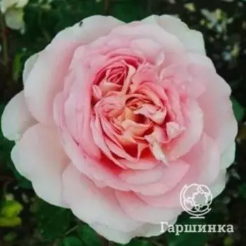 Роза Роберто Капуччи чайно-гибридная