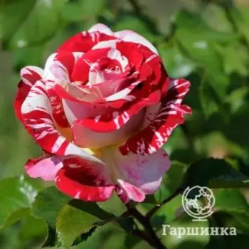 Роза Рок энд Ролл, Питомник роз Королева Роза
