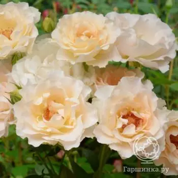 Роза Лунаки кустарниковая