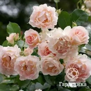 Роза Рококо кустарниковая, Тантау