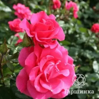 Роза Романце, Питомник роз Тимофей