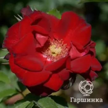 Роза Ротер Корсар
