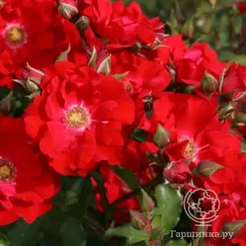 Роза Ротер Корсар, Кордес